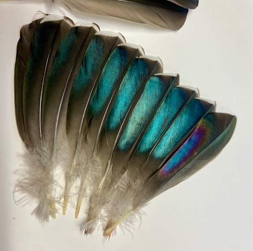 Wood duck feather set - ,, fly