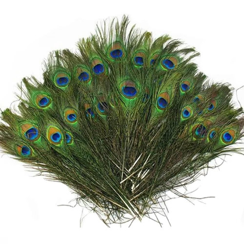 Pcs real natural peacock - 20,