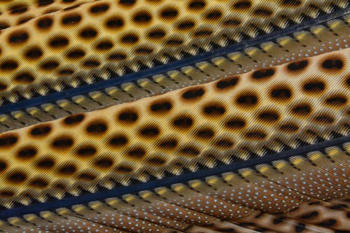 Great argus pheasant primary - pheasant,