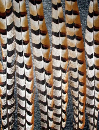 Venery pheasant tail - ,