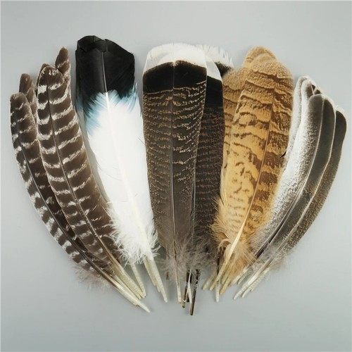 Beautiful pcs natural eagle - 10,
